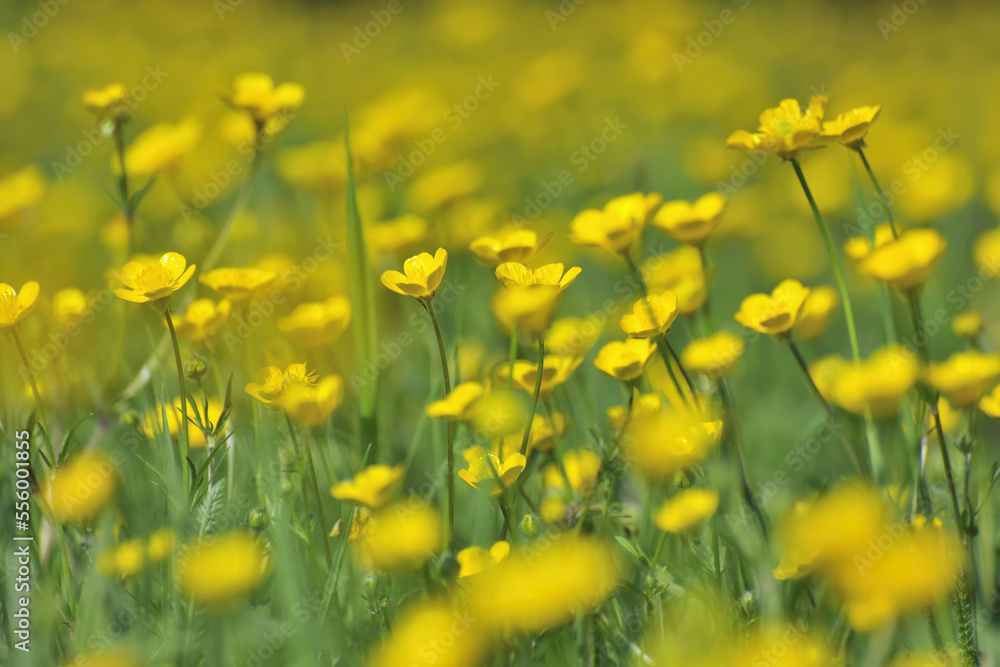 Close-up of Buttercups in Meadow in Spring, Aschaffenburg, Bavaria, Germany Close-up of Buttercups in Meadow in Spring, Aschaffenburg, Bavaria, Germany