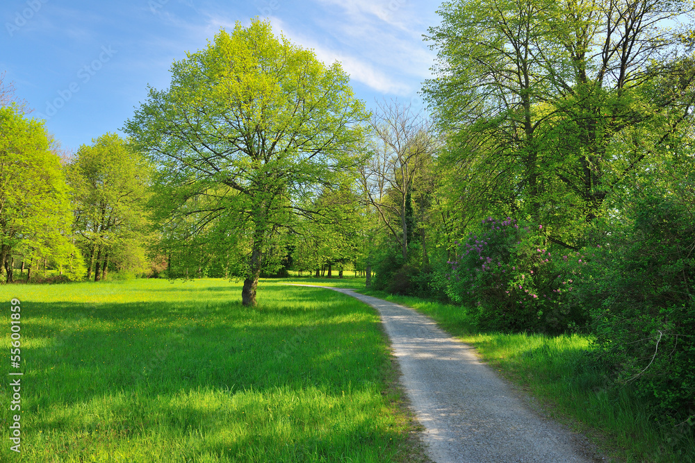 Pathway with Meadow in Spring, Aschaffenburg, Bavaria, Germany Pathway with Meadow in Spring, Aschaffenburg, Bavaria, Germany