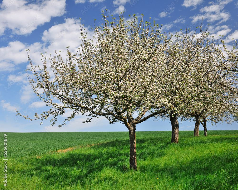 Blossoming Apple Tree in Spring, Monchberg, Spessart, Bavaria, Germany Blossoming Apple Tree in Spring, Monchberg, Spessart, Bavaria, Germany