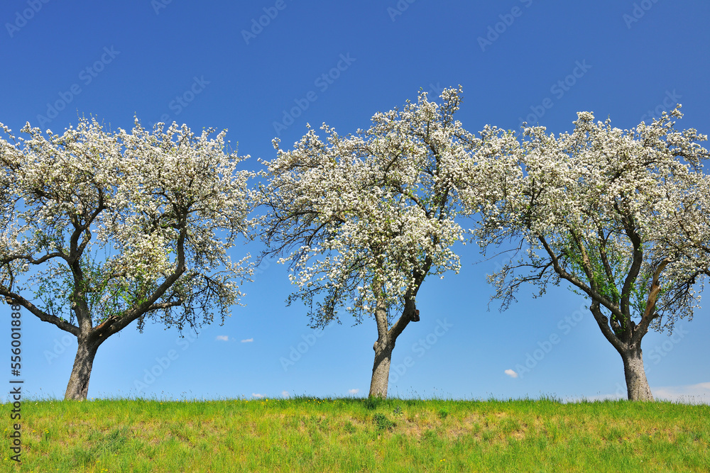 Blossoming Apple Trees in Spring, Monchberg, Spessart, Bavaria, Germany Blossoming Apple Trees in Spring, Monchberg, Spessart, Bavaria, Germany