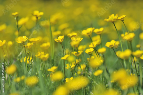 Close-up of Buttercups in Meadow in Spring, Aschaffenburg, Bavaria, Germany photo