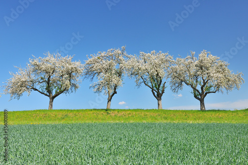 Row of Blossoming Apple Trees in Spring, Monchberg, Spessart, Bavaria, Germany