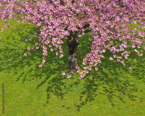 Blossoming Cherry Tree in Spring, Obernburg, Spessart, Bavaria, Germany photo