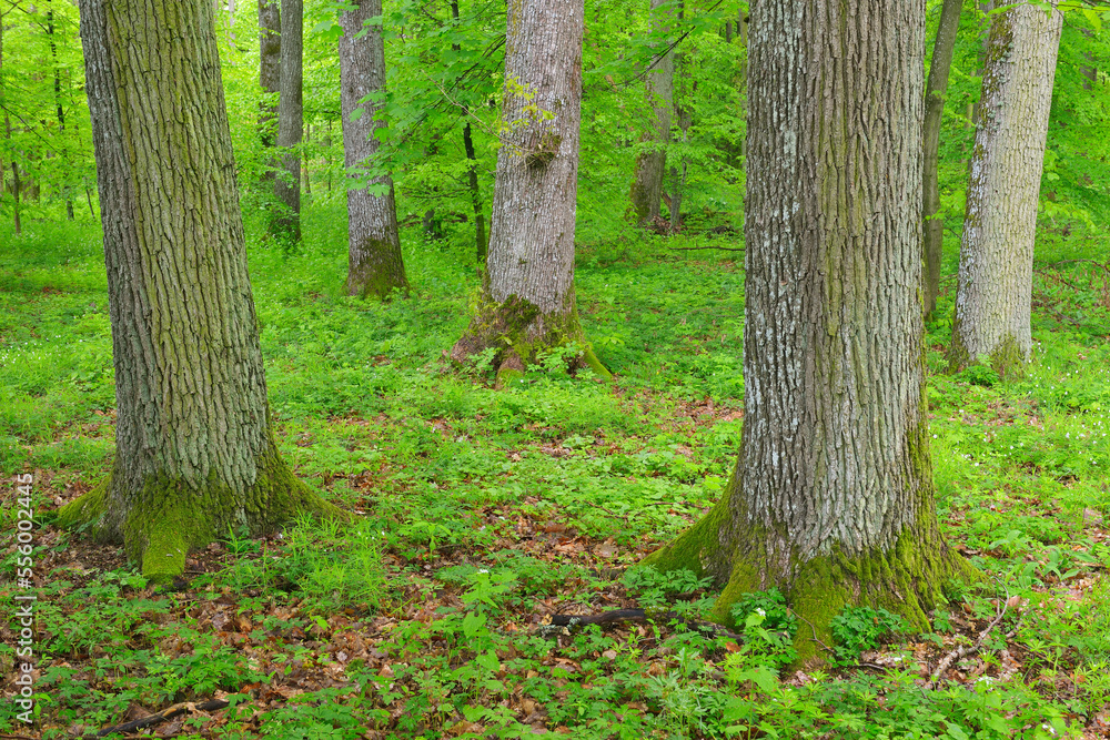 Oak Tree Forest in Spring, Bad Mergentheim, Baden Wurttemberg, Germany Oak Tree Forest in Spring, Bad Mergentheim, Baden Wurttemberg, Germany