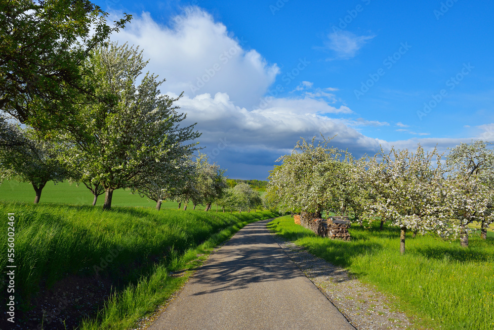 Road with Blooming Apple Trees in Spring, near Krautheim and Assamstadt, Baden-Wurttemberg, Germany