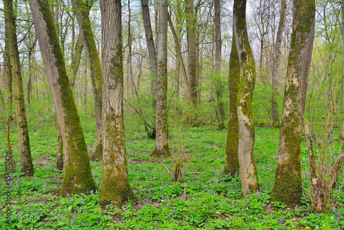 Riparian Forest in Spring, Bulau, Hanau, Hesse, Germany