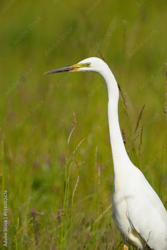 Great Egret (Ardea alba) in Meadow in Spring, Apetlon, Lake Neusiedl, Burgenland, Austria Great Egret (Ardea alba) in Meadow in Spring, Apetlon, Lake Neusiedl, Burgenland, Austria