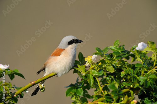 Male Red-backed Shrike (Lanius collurio) in Spring, Tadten, Hansag, Burgenland, Austria photo