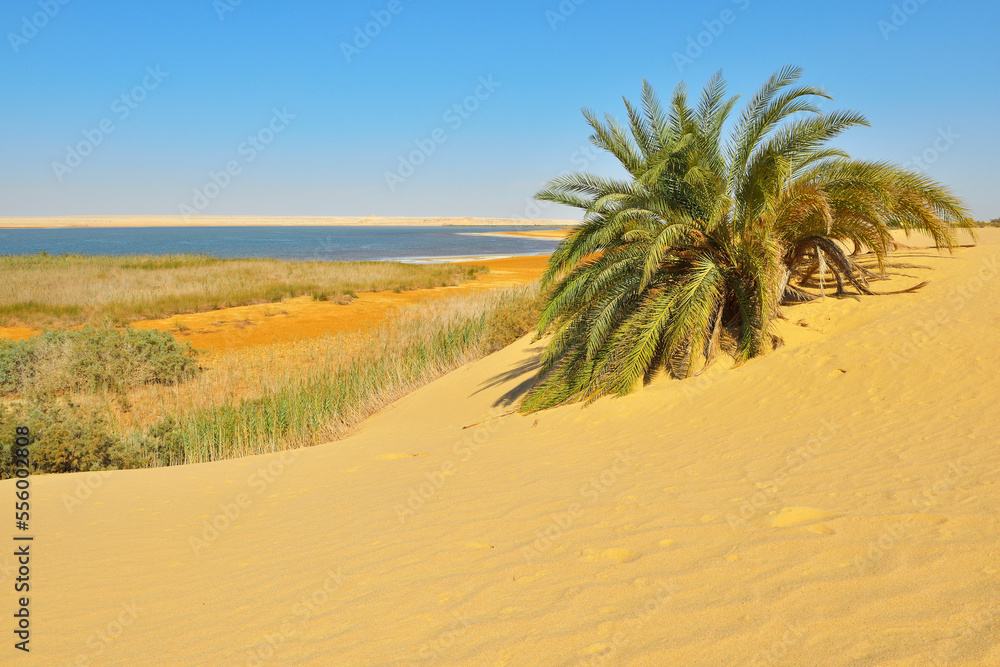 Salt Lake and Date Palm in Desert, Matruh Governorate, Libyan Desert, Sahara Desert, Egypt, Africa Salt Lake and Date Palm in Desert, Matruh Governorate, Libyan Desert, Sahara Desert, Egypt, Africa