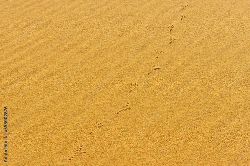 Bird Tracks in Sand Dune, Matruh Governorate, Libyan Desert, Sahara Desert, Egypt, Africa Bird Tracks in Sand Dune, Matruh Governorate, Libyan Desert, Sahara Desert, Egypt, Africa