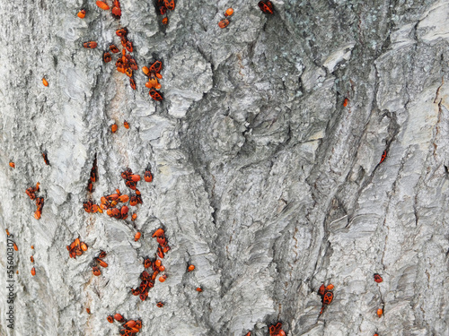 Colony of firebugs on tree.