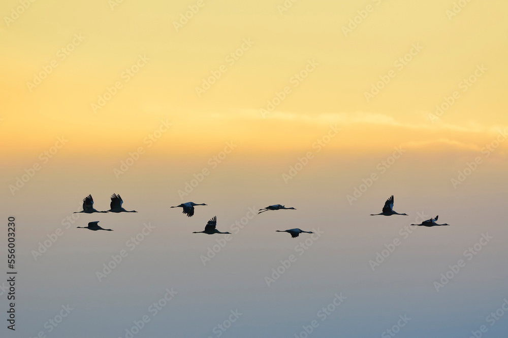 custom made wallpaper toronto digitalCommon Cranes (Grus grus) Flying in Formation at Sunrise, Zingst, Barther Bodden, Darss, Fischland-Darss-Zingst, Mecklenburg-Vorpommern, Germany