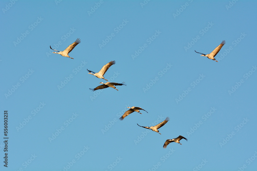 Common Cranes (Grus grus) Flying in Formation, Zingst, Barther Bodden, Darss, Fischland-Darss-Zingst, Mecklenburg-Vorpommern, Germany Common Cranes (Grus grus) Flying in Formation, Zingst, Barther Bodden, Darss, Fischland-Darss-Zingst, Mecklenburg-Vorpommern, Germany