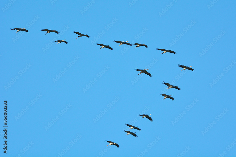 Common Cranes (Grus grus) Flying in Formation, Zingst, Barther Bodden, Darss, Fischland-Darss-Zingst, Mecklenburg-Vorpommern, Germany