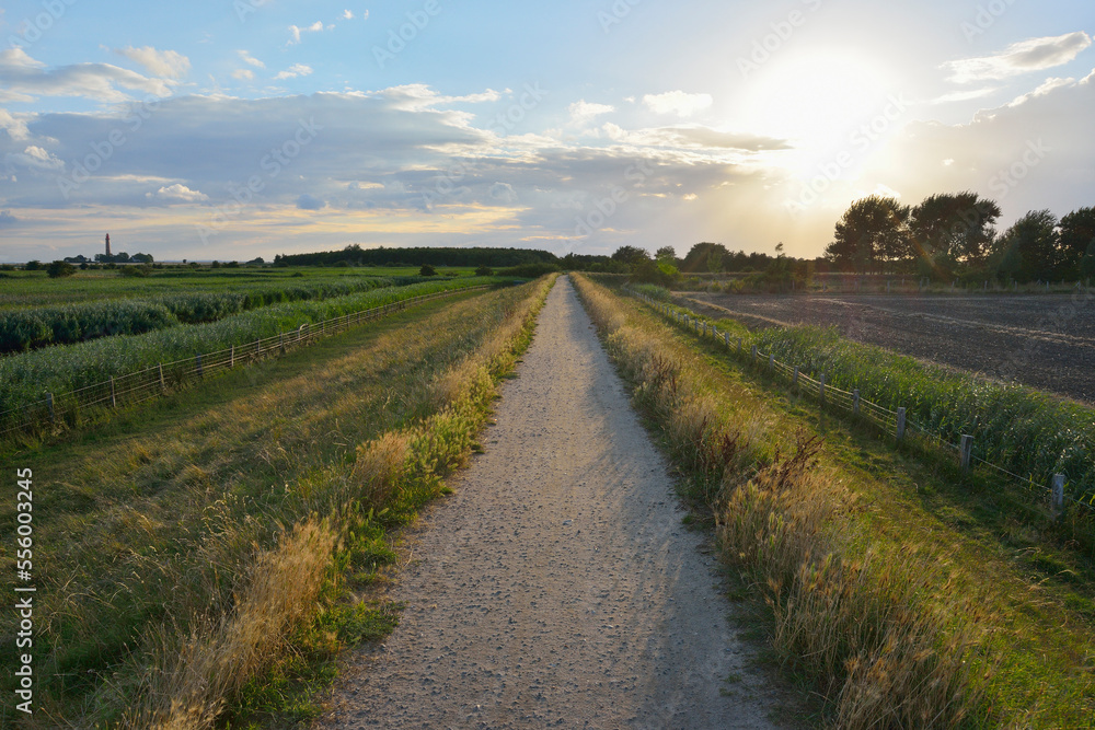 Dike Path with Sun, Summer, Baltic Island of Fehmarn, Schleswig-Holstein, Germany Dike Path with Sun, Summer, Baltic Island of Fehmarn, Schleswig-Holstein, Germany