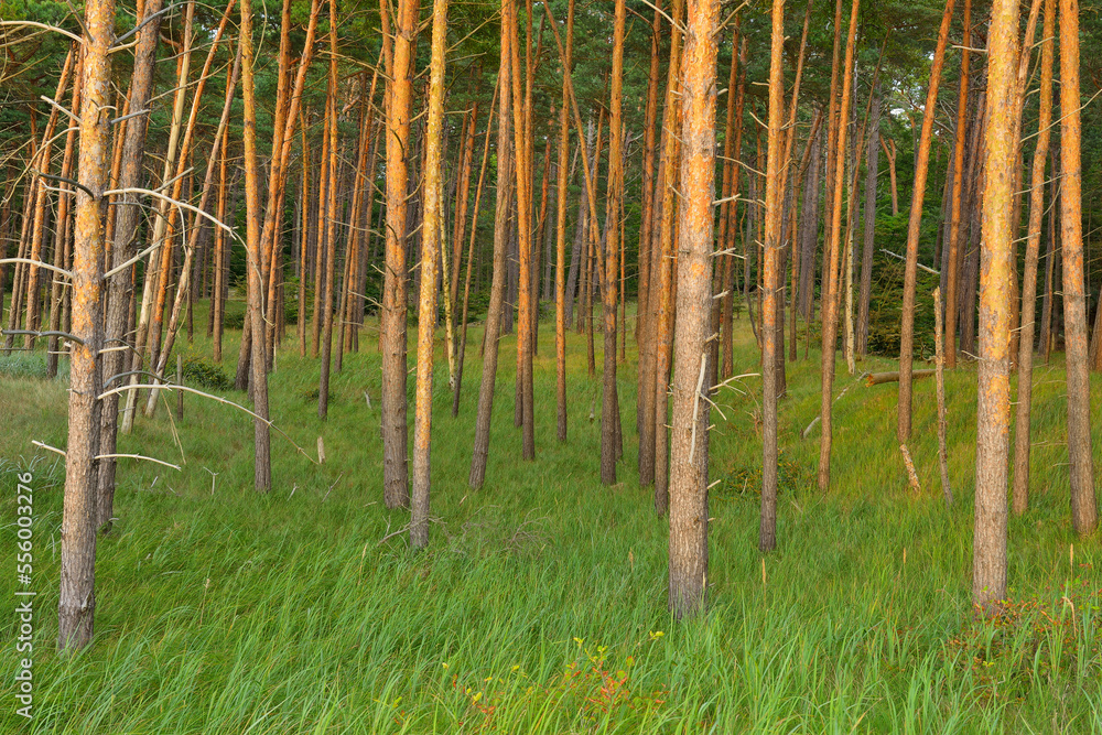 Coastal Forest with Pine Trees, Summer, Darss West Beach, Prerow, Darss, Fischland-Darss-Zingst, Baltic Sea, Western Pomerania, Germany Coastal Forest with Pine Trees, Summer, Darss West Beach, Prerow, Darss, Fischland-Darss-Zingst, Baltic Sea, Western Pomerania, Germany
