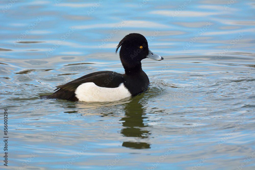 Tufted Duck (Aythya fuligula) on Lake, Baden-Wurttemberg, Germany Tufted Duck (Aythya fuligula) on Lake, Baden-Wurttemberg, Germany