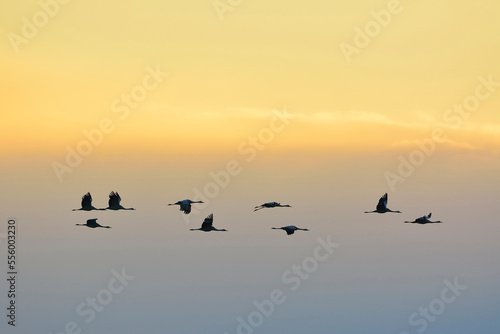 Wallpaper Mural Common Cranes (Grus grus) Flying in Formation at Sunrise, Zingst, Barther Bodden, Darss, Fischland-Darss-Zingst, Mecklenburg-Vorpommern, Germany Torontodigital.ca