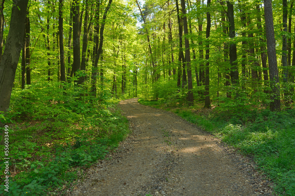Forest Path in the Spring, Eichelsbach, Spessart, Franconia, Bavaria, Germany Forest Path in the Spring, Eichelsbach, Spessart, Franconia, Bavaria, Germany