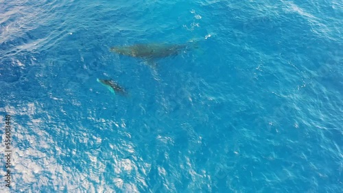 Wallpaper Mural Aerial view of a boat following a sperm whale, Sao Miguel, Azores, Portugal. Torontodigital.ca