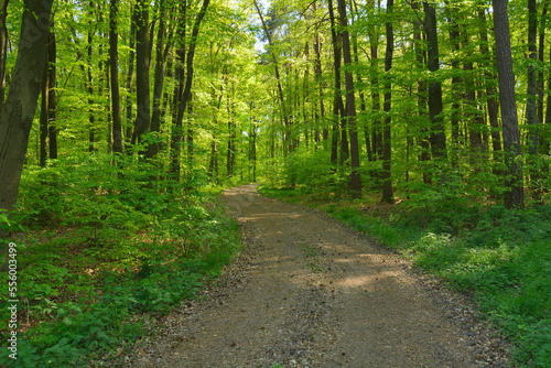 Forest Path in the Spring, Eichelsbach, Spessart, Franconia, Bavaria, Germany