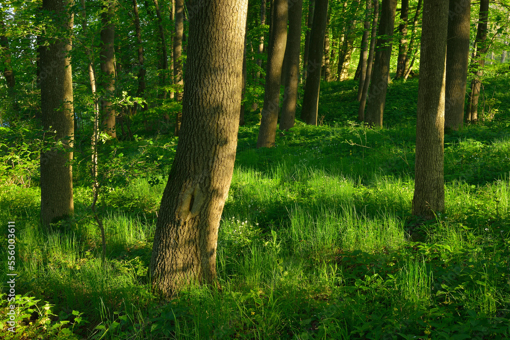 Forest in Spring, Vogelsberg District, Hesse, Germany Forest in Spring, Vogelsberg District, Hesse, Germany