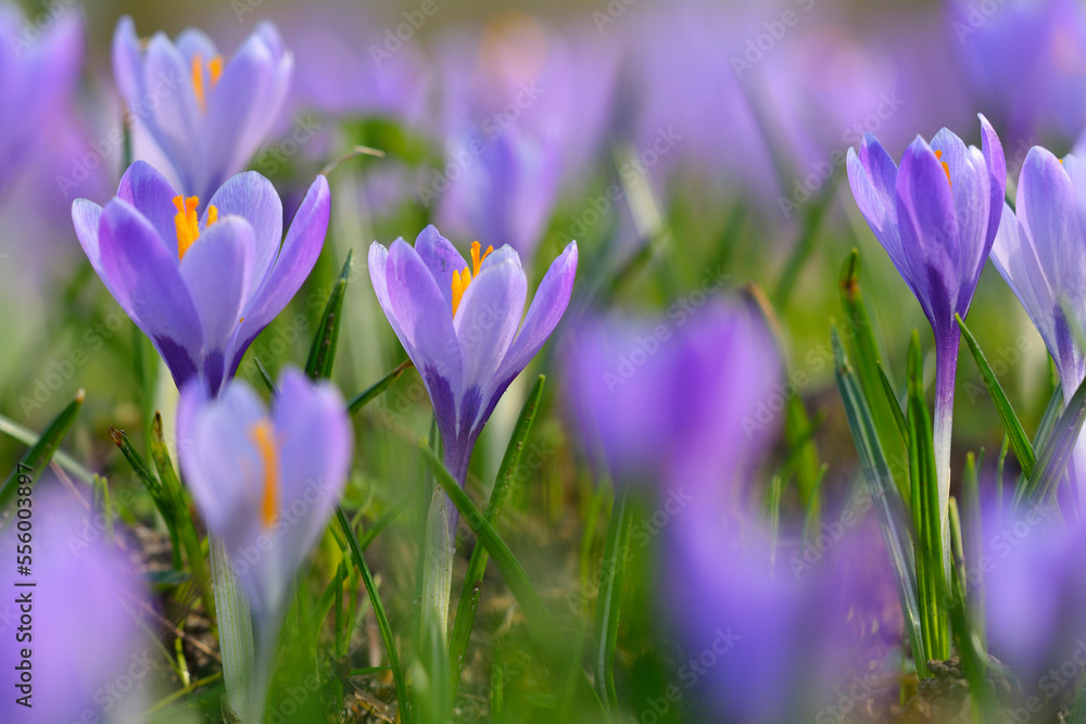 Close-up of crocus in spring, Husum, Schlosspark, Schleswig-Holstein, Germany Close-up of crocus in spring, Husum, Schlosspark, Schleswig-Holstein, Germany