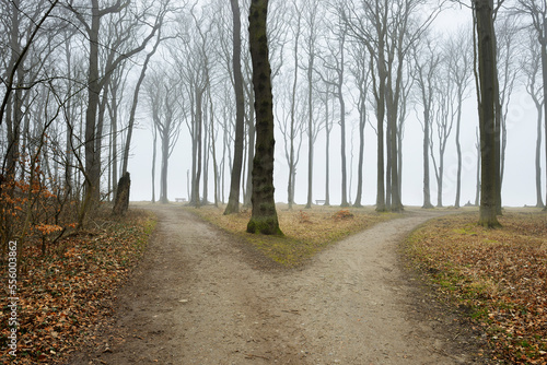 Forked path in coastal beech forest, Nienhagen, Westren Pomerania, Mecklenburg-Vorpommern, Germany