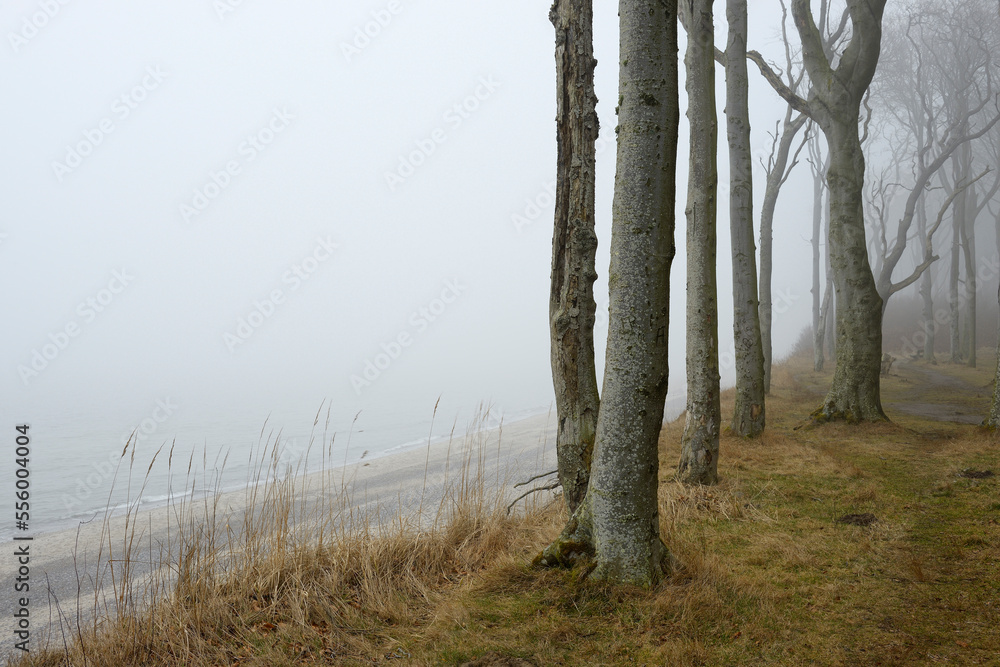 Coastal Beech Forest with Fog and Baltic Sea, Gespensterwald, Nienhagen, Bad Doberan, Western Pomerania, Germany Coastal Beech Forest with Fog and Baltic Sea, Gespensterwald, Nienhagen, Bad Doberan, Western Pomerania, Germany