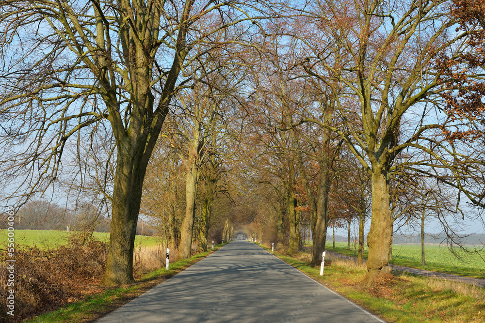 Road in Early Spring, Schaalsee, Western Pomerania, Germany Road in Early Spring, Schaalsee, Western Pomerania, Germany