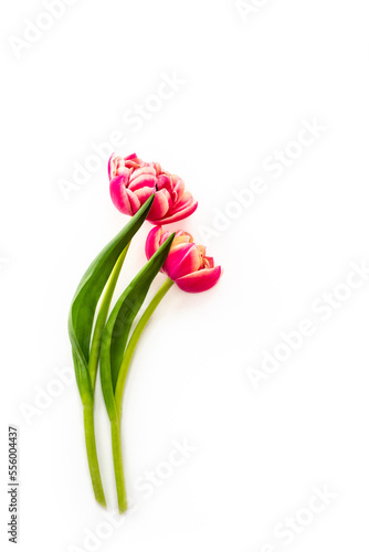Bright fresh red pink tulip flowers isolated on white background. Minimal style mock up design with copy space. Spring greeting for women's day, mother's day, Valentine's, easter, anniversary card.