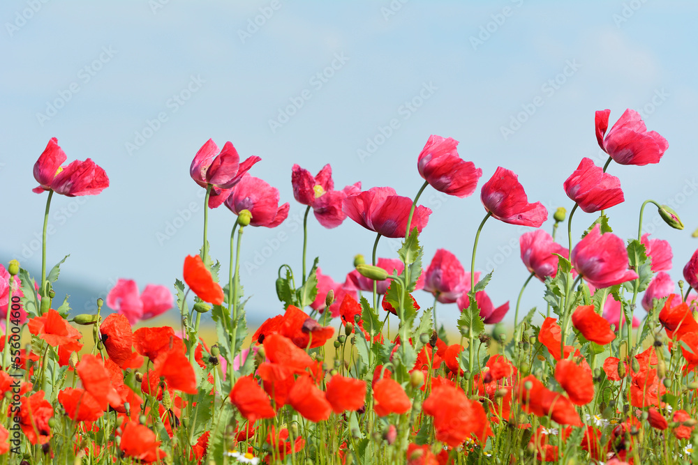 Close-up of Opium Poppies (Papaver somniferum) and Corn Poppies (Papaver rhoeas) in Field, Summer, Germerode, Hoher Meissner, Werra Meissner District, Hesse, Germany Close-up of Opium Poppies (Papaver somniferum) and Corn Poppies (Papaver rhoeas) in Field, Summer, Germerode, Hoher Meissner, Werra Meissner District, Hesse, Germany