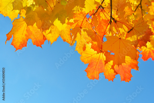 Close-up of Maple Tree, Leaves in Autumn, against blue sky, Bavaria, Germany photo