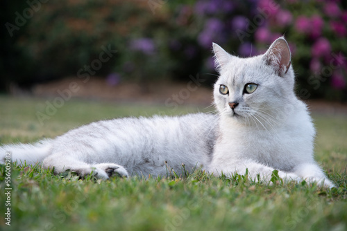 cute light gray scottish kitten lies peacefully on a green lawn and enjoy