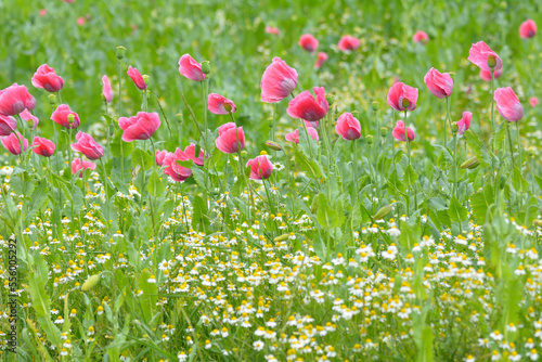 Close-up of Opium Poppy Field, Papaver somniferum, and Chamomile, Matricaria chamomilla, Summer, Germerode, Hoher Meissner, Werra Meissner District, Hesse, Germany photo