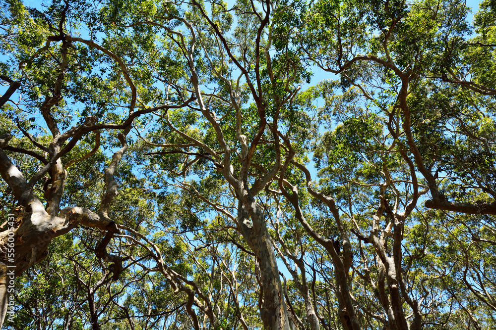 Eucalyptus Treetops, Benandarah, Murramarang National Park, New South Wales, Australia Eucalyptus Treetops, Benandarah, Murramarang National Park, New South Wales, Australia