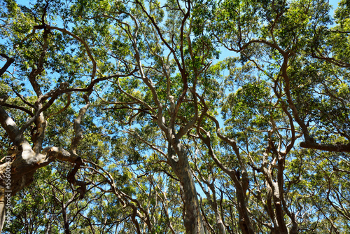 Eucalyptus Treetops, Benandarah, Murramarang National Park, New South Wales, Australia photo