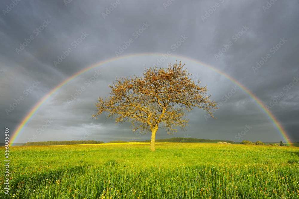 Plane Tree in Meadow with Rainbow in Spring, Bad Mergentheim, Baden-Wurttemberg, Germany Plane Tree in Meadow with Rainbow in Spring, Bad Mergentheim, Baden-Wurttemberg, Germany