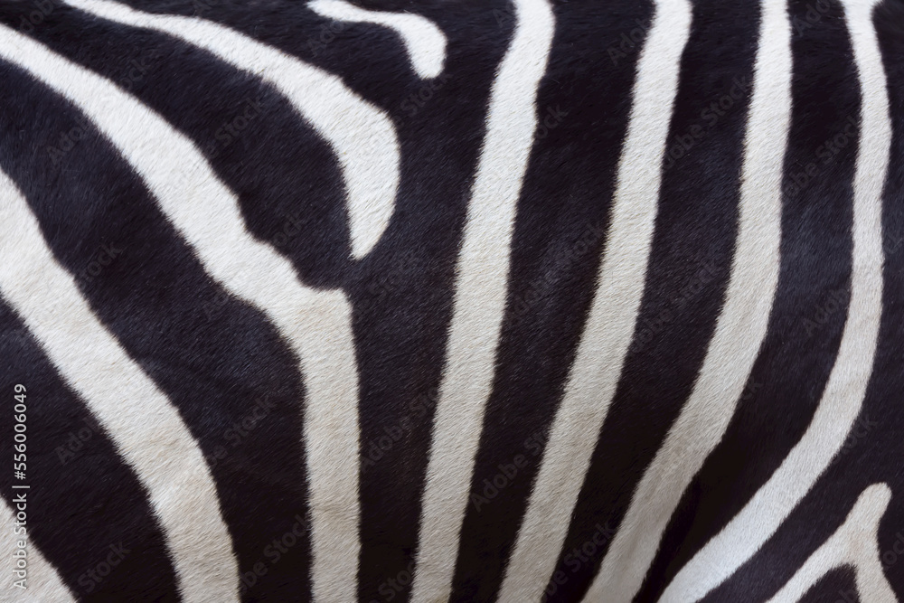 Close-up of Skin of Zebra Close-up of Skin of Zebra