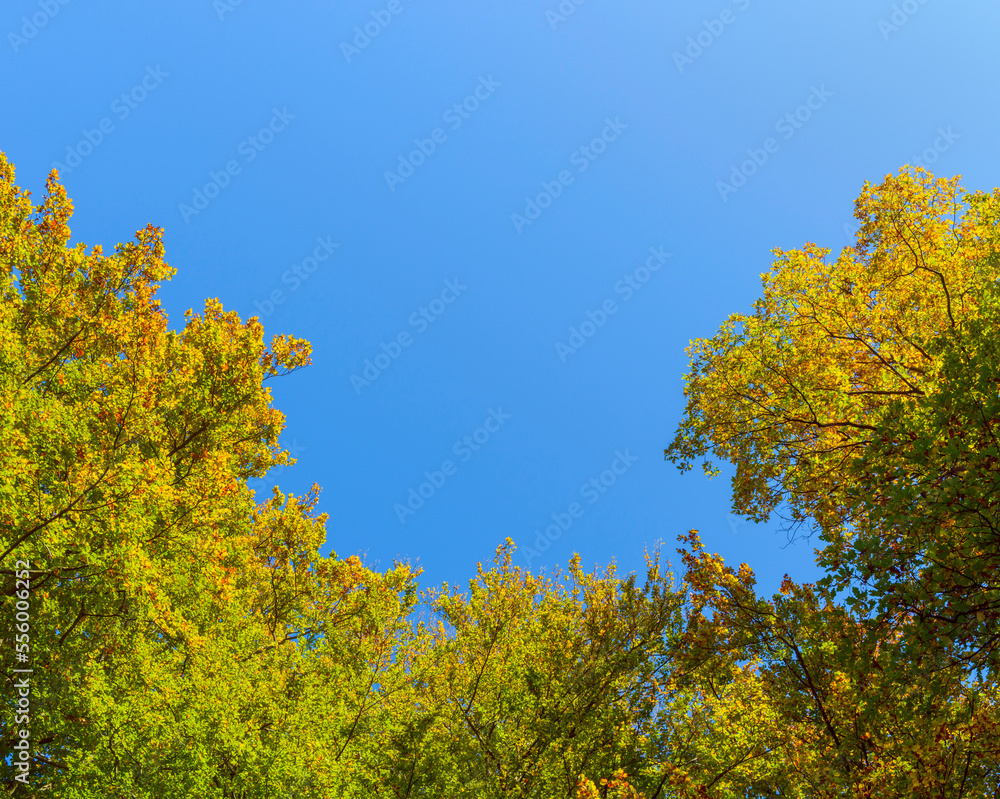View from Beech Forest Glade Against the Sky in Early Fall, Beech Forest, Spessart, Bavaria, Germany View from Beech Forest Glade Against the Sky in Early Fall, Beech Forest, Spessart, Bavaria, Germany