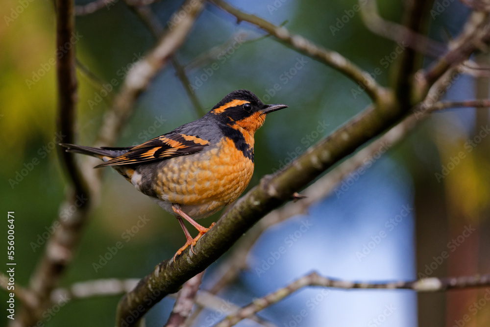 A Varied Thrush with black and orange feathers perched on a tree branch in Puyallup, Washington. A Varied Thrush with black and orange feathers perched on a tree branch in Puyallup, Washington.
