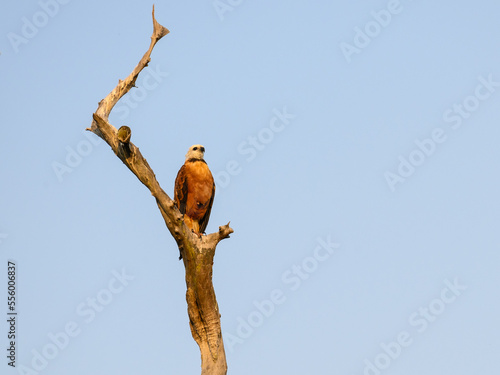 Black-collared Hawk perched on dead tree branch against blue sky photo