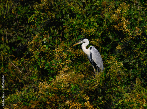 Cocoi Heron standing on tree branch  in Pantanal  Brazil
