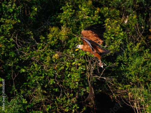 Black-collared Hawk in flight with fish against trees with green leaves © FotoRequest