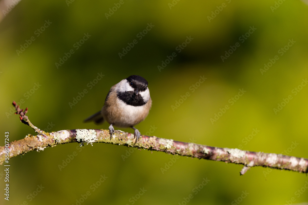Fototapeta premium Black-capped Chickadee perched on a tree branch in Puyallup, Washington.