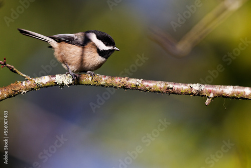 Black-capped Chickadee perched on a tree branch in Puyallup, Washington.