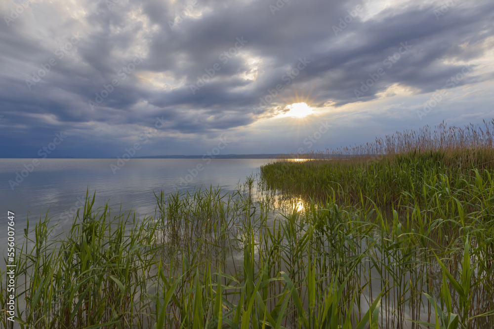 Reeds at Lake Neusiedl with Sun at Weiden am See, Burgenland, Austria Reeds at Lake Neusiedl with Sun at Weiden am See, Burgenland, Austria