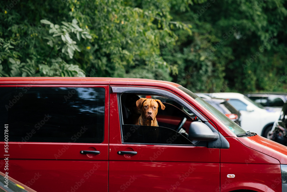 The dog stuck its head out of the car window The dog stuck its head out of the car window