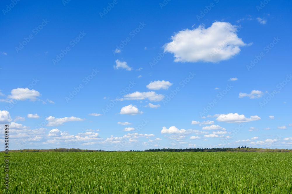 Grainfield with Sky and Clouds in Spring, Schwarzenbronn, Baden-Wurttemberg, Germany Grainfield with Sky and Clouds in Spring, Schwarzenbronn, Baden-Wurttemberg, Germany