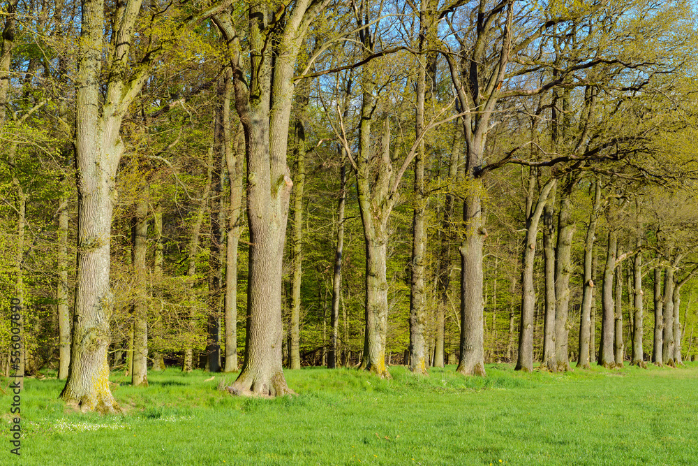 Oak Forest in Spring, Ornbau, Gunzenhausen, Weissenburg-Gunzenhausen, Bavaria, Germany Oak Forest in Spring, Ornbau, Gunzenhausen, Weissenburg-Gunzenhausen, Bavaria, Germany